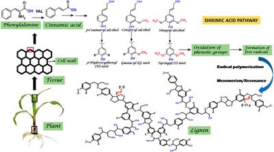 Endophytes in Lignin Valorization: A Novel Approach